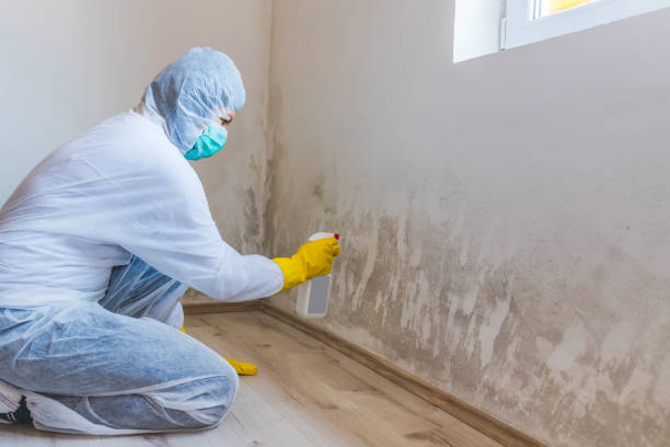 Licensed Black Mold Removal service in Shelbyville, MI - WQB Mold Removal