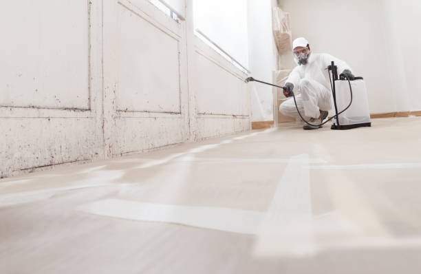 Trusted Black Mold Removal service in Shelbyville, MI - WQB Mold Removal