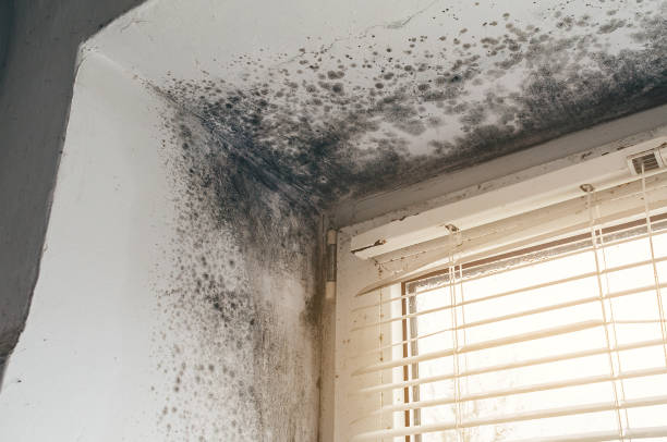Affordable Black Mold Removal solutions in Shelbyville, MI